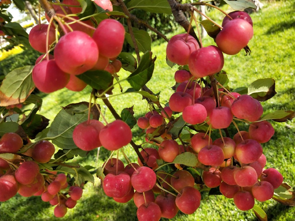 海棠果冷庫建造，海棠果長期存儲方法介紹