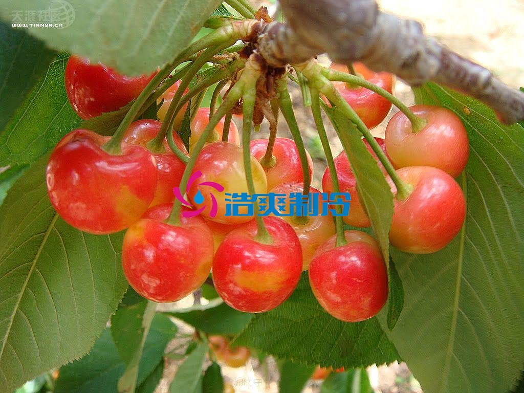 浩爽制冷，氣調(diào)庫，普通冷藏庫